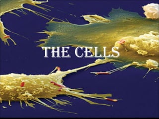 THE CELLS
 