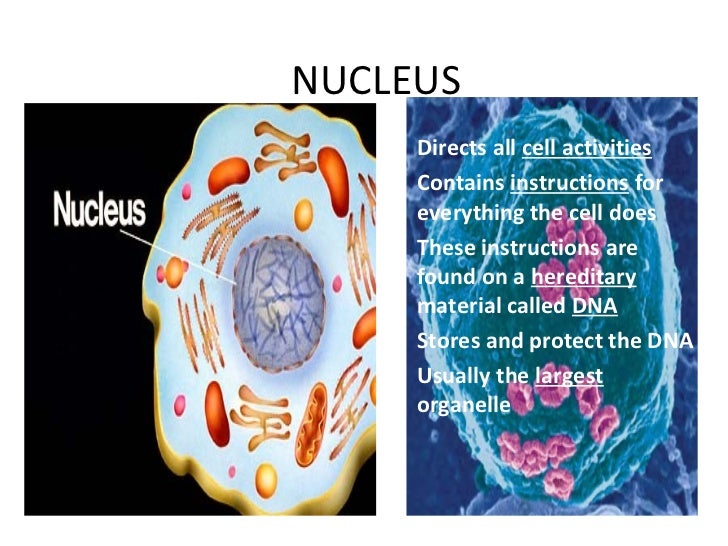 Cells