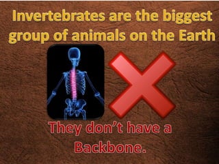 Invertebrates