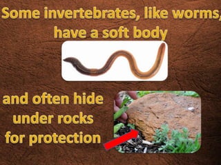Invertebrates