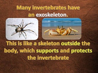 Invertebrates