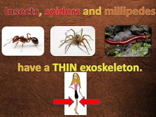 Invertebrates