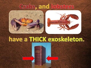 Invertebrates
