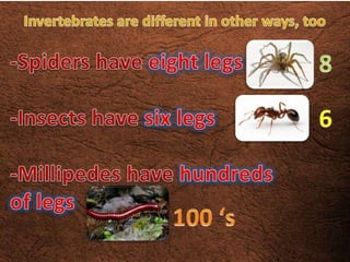 Invertebrates