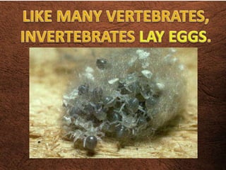 Invertebrates