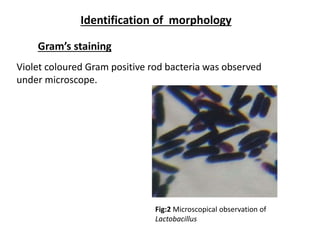 Identification of morphology
Gram’s staining
Violet coloured Gram positive rod bacteria was observed
under microscope.
Fig:2 Microscopical observation of
Lactobacillus
 