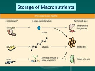Storage of Macronutrients
 