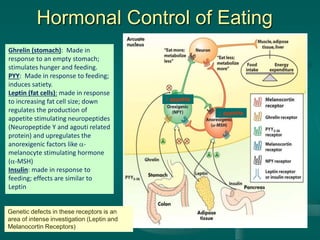 Hormonal Control of Eating
Ghrelin (stomach): Made in
response to an empty stomach;
stimulates hunger and feeding.
PYY: Made in response to feeding;
induces satiety.
Leptin (fat cells): made in response
to increasing fat cell size; down
regulates the production of
appetite stimulating neuropeptides
(Neuropeptide Y and agouti related
protein) and upregulates the
anorexigenic factors like a-
melanocyte stimulating hormone
(a-MSH)
Insulin: made in response to
feeding; effects are similar to
Leptin
Genetic defects in these receptors is an
area of intense investigation (Leptin and
Melanocortin Receptors)
↑ appetite
↓ appetite
 