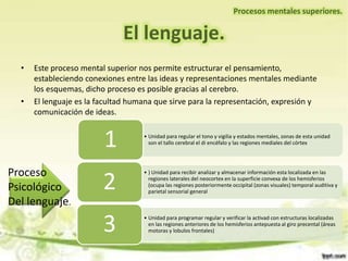• Este proceso mental superior nos permite estructurar el pensamiento,
estableciendo conexiones entre las ideas y representaciones mentales mediante
los esquemas, dicho proceso es posible gracias al cerebro.
• El lenguaje es la facultad humana que sirve para la representación, expresión y
comunicación de ideas.
Procesos mentales superiores.
El lenguaje.
• Unidad para regular el tono y vigilia y estados mentales, zonas de esta unidad
son el tallo cerebral el di encéfalo y las regiones mediales del córtex1
• ) Unidad para recibir analizar y almacenar información esta localizada en las
regiones laterales del neocortex en la superficie convexa de los hemisferios
(ocupa las regiones posteriormente occipital (zonas visuales) temporal auditiva y
parietal sensorial general
2
• Unidad para programar regular y verificar la activad con estructuras localizadas
en las regiones anteriores de los hemisferios antepuesta al giro precental (áreas
motoras y lobulos frontales)3
Proceso
Psicológico
Del lenguaje.
 