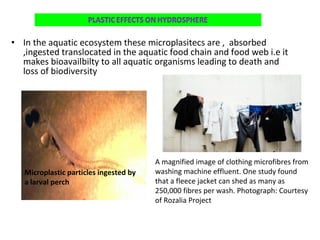 • In the aquatic ecosystem these microplasitecs are , absorbed
,ingested translocated in the aquatic food chain and food web i.e it
makes bioavailbilty to all aquatic organisms leading to death and
loss of biodiversity
Microplastic particles ingested by
a larval perch
A magnified image of clothing microfibres from
washing machine effluent. One study found
that a fleece jacket can shed as many as
250,000 fibres per wash. Photograph: Courtesy
of Rozalia Project
 