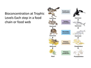 Bioconcentration at Trophic
Levels Each step in a food
chain or food web
 
