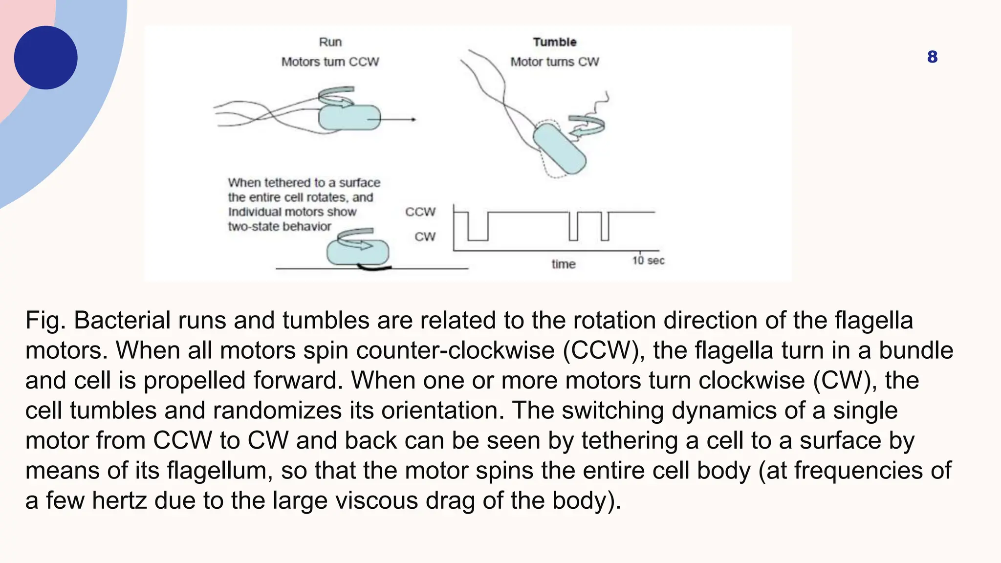 Bacterial chemotaxis and application by md saqlain umar.pptx