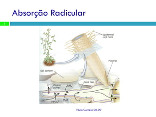 Ppt2   AbsorçãO Radicular