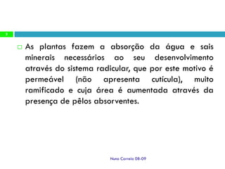 Ppt2   AbsorçãO Radicular