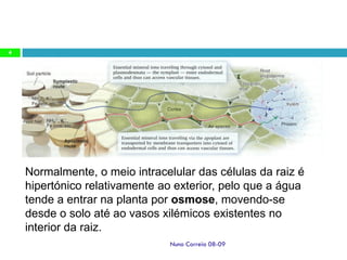 Ppt2   AbsorçãO Radicular