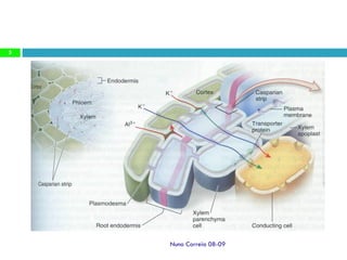 Ppt2   AbsorçãO Radicular