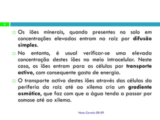 Ppt2   AbsorçãO Radicular