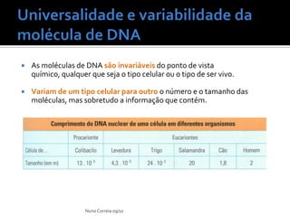 Universalidade e variabilidade da molécula de DNAAs moléculas de DNA são invariáveisdo ponto de vista químico, qualquer que seja o tipo celular ou o tipo de ser vivo. Variam de um tipo celular para outroo número e o tamanho das moléculas, mas sobretudo a informação que contém.Nuno Correia 09/10