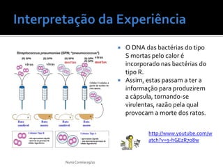 Interpretação da ExperiênciaO DNA das bactérias do tipo S mortas pelo calor é incorporado nas bactérias do tipo R. Assim, estas passam a ter a informação para produzirem a cápsula, tornando-se virulentas, razão pela qual provocam a morte dos ratos.Nuno Correia 09/10http://www.youtube.com/watch?v=9-hGEzR7o8w