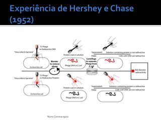 Experiência deHershey e Chase (1952)Nuno Correia 09/10