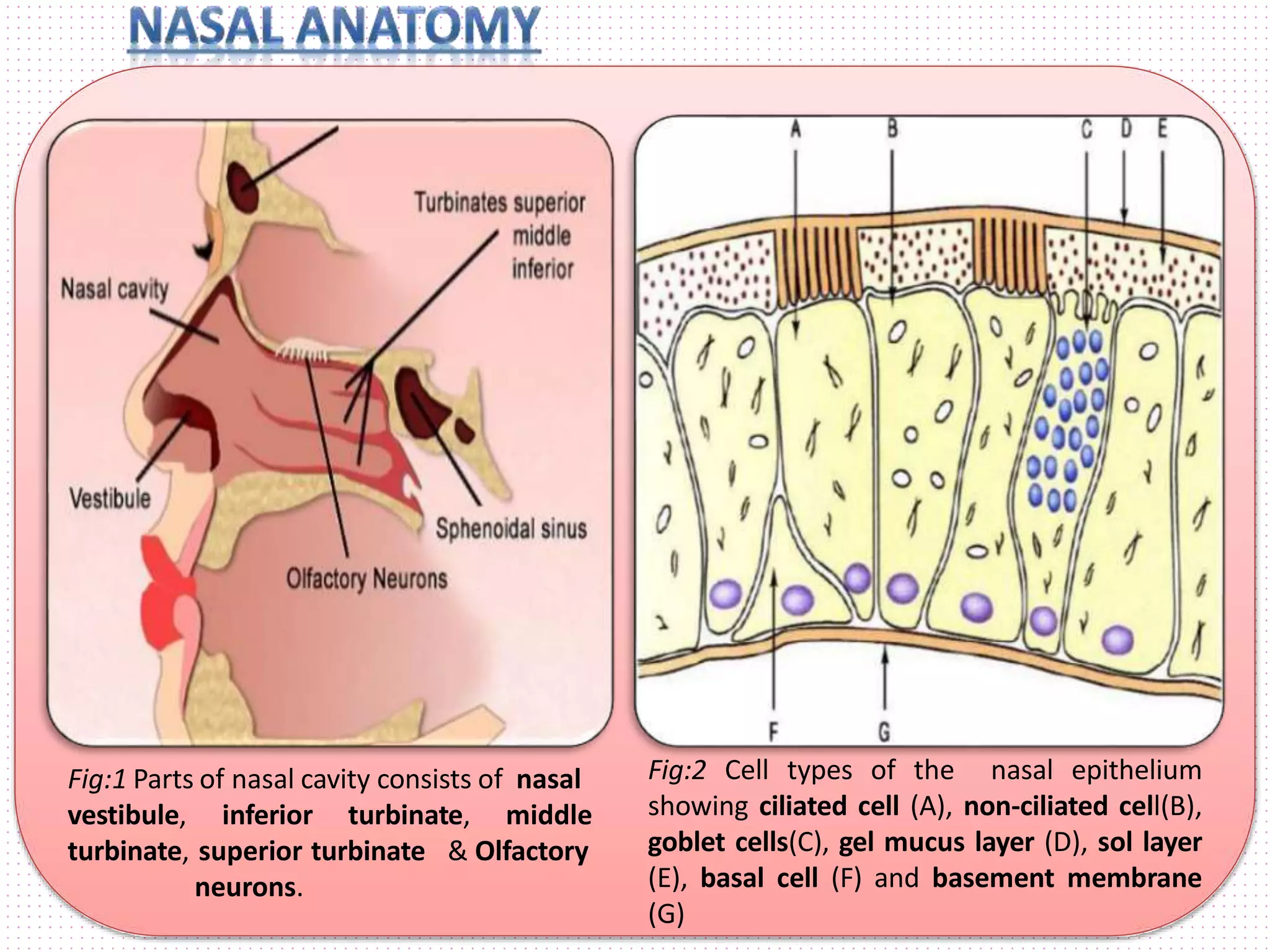 noval nasal drug deliveryem system | PPT