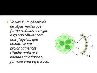    Volvox é um género de
    de algas verdes que
    forma colónias com 500
    a 50 000 células com
    dois flagelos, que,
    unindo-se por
    prolongamentos
    citoplasmáticos e
    bainhas gelatinosas,
    formam uma esfera oca.
 