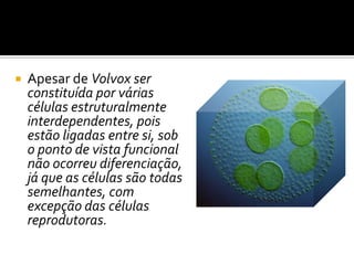    Apesar de Volvox ser
    constituída por várias
    células estruturalmente
    interdependentes, pois
    estão ligadas entre si, sob
    o ponto de vista funcional
    não ocorreu diferenciação,
    já que as células são todas
    semelhantes, com
    excepção das células
    reprodutoras.
 