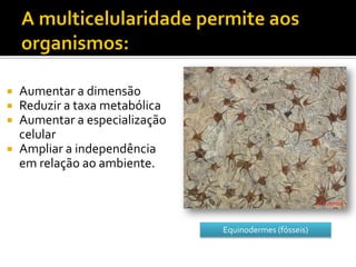  Aumentar a dimensão
 Reduzir a taxa metabólica
 Aumentar a especialização
  celular
 Ampliar a independência
  em relação ao ambiente.



                              Equinodermes (fósseis)
 