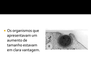    Os organismos que
    apresentavam um
    aumento de
    tamanho estavam
    em clara vantagem.
 