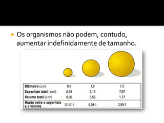    Os organismos não podem, contudo,
    aumentar indefinidamente de tamanho.
 
