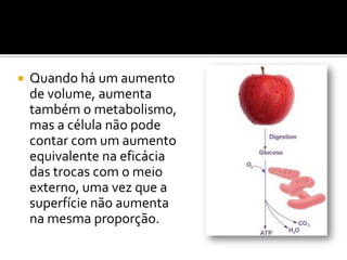    Quando há um aumento
    de volume, aumenta
    também o metabolismo,
    mas a célula não pode
    contar com um aumento
    equivalente na eficácia
    das trocas com o meio
    externo, uma vez que a
    superfície não aumenta
    na mesma proporção.
 