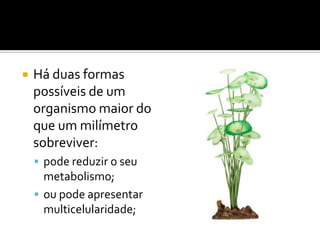    Há duas formas
    possíveis de um
    organismo maior do
    que um milímetro
    sobreviver:
     pode reduzir o seu
      metabolismo;
     ou pode apresentar
      multicelularidade;
 