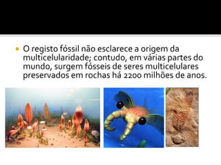    O registo fóssil não esclarece a origem da
    multicelularidade; contudo, em várias partes do
    mundo, surgem fósseis de seres multicelulares
    preservados em rochas há 2200 milhões de anos.
 
