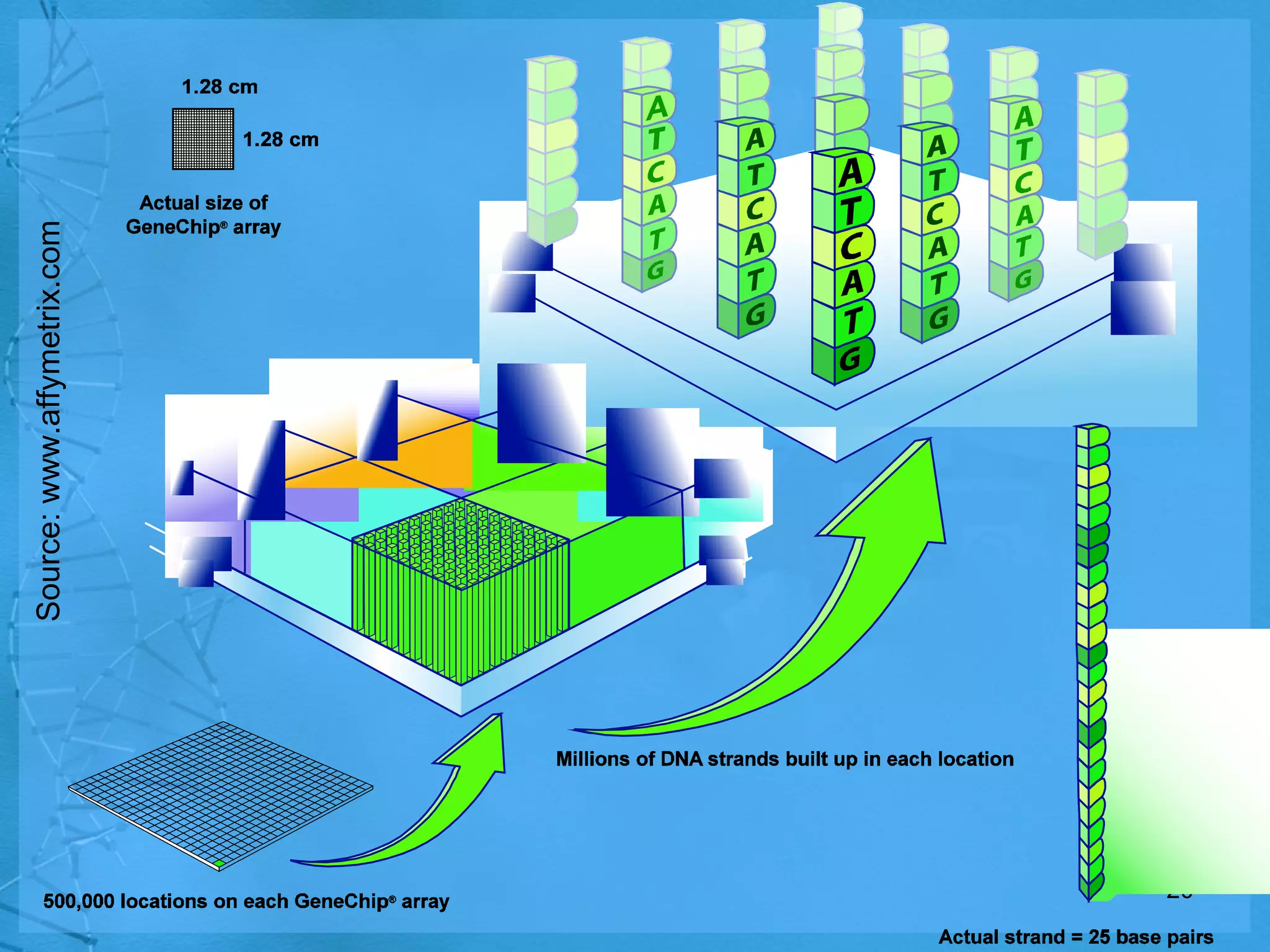 Source: www.affymetrix.com 