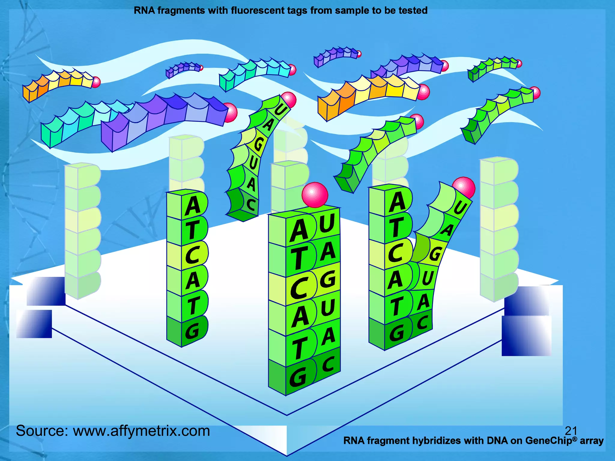 Source: www.affymetrix.com 