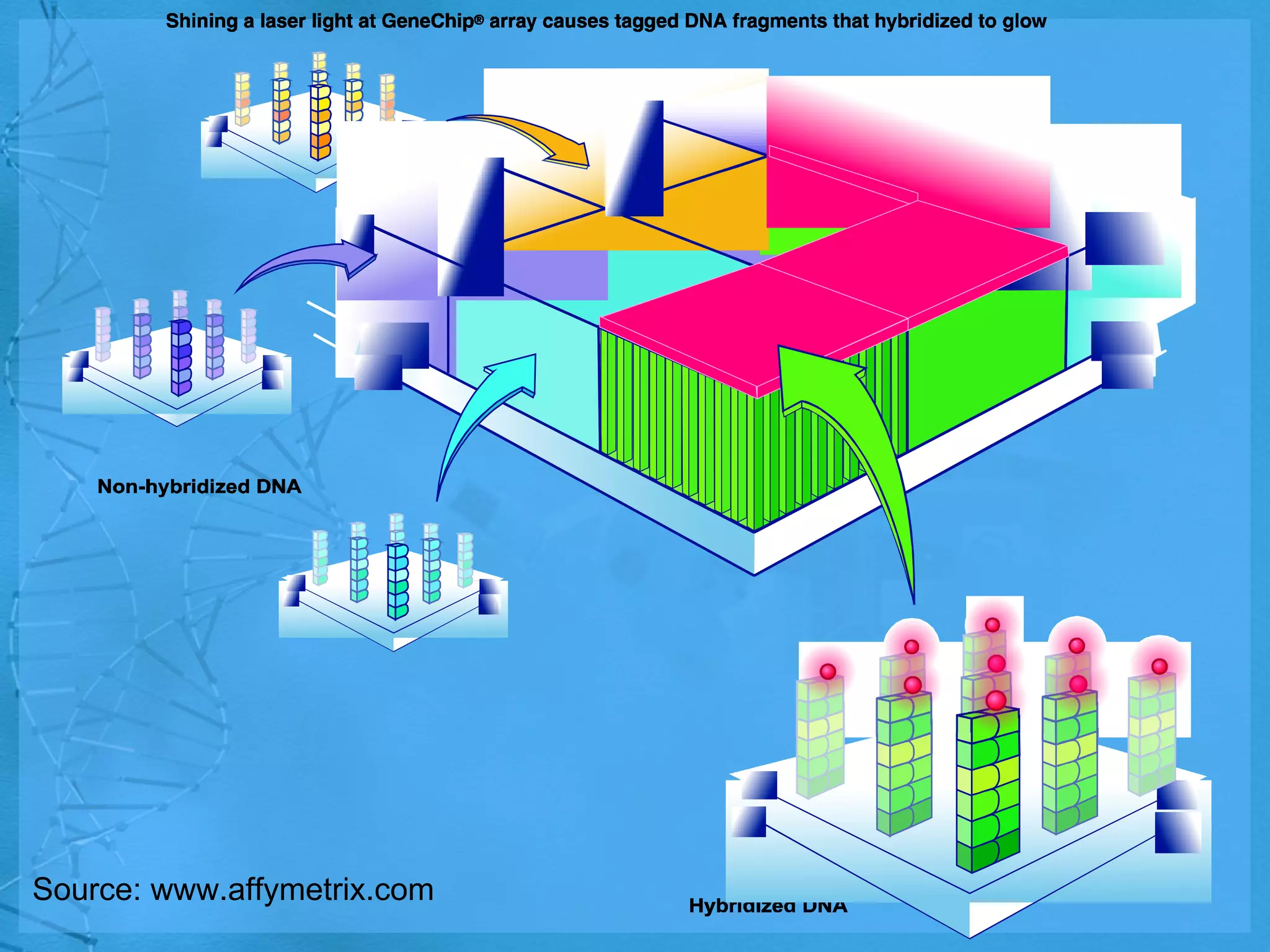 Source: www.affymetrix.com 