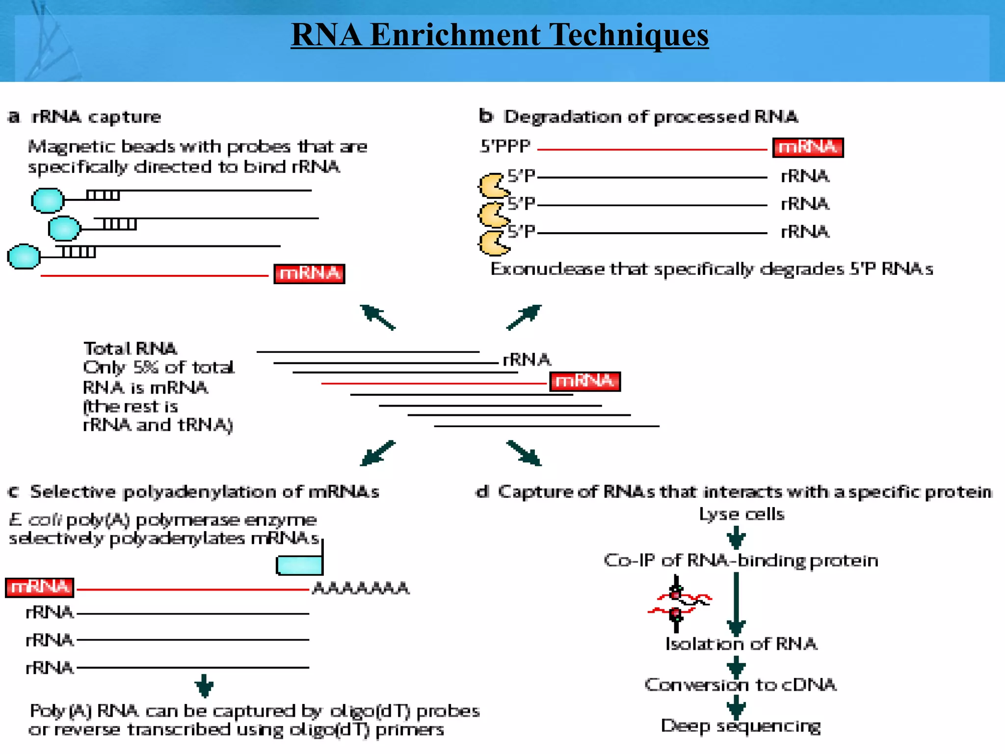 RNA Enrichment Techniques 
