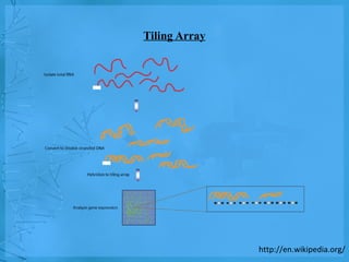 PROKARYOTIC TRANSCRIPTOMICS AND METAGENOMICS | PPT