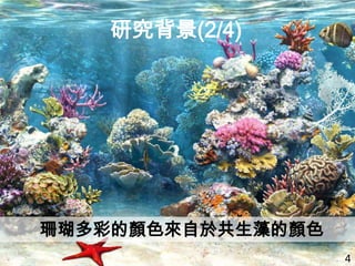 4
珊瑚多彩的顏色來自於共生藻的顏色
研究背景(2/4)
 