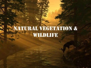 Natural Vegetation &
Wildlife
 
