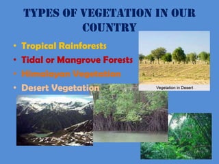 Ppt on natural vegetation and wildlife by Gursimran Singh | PPT