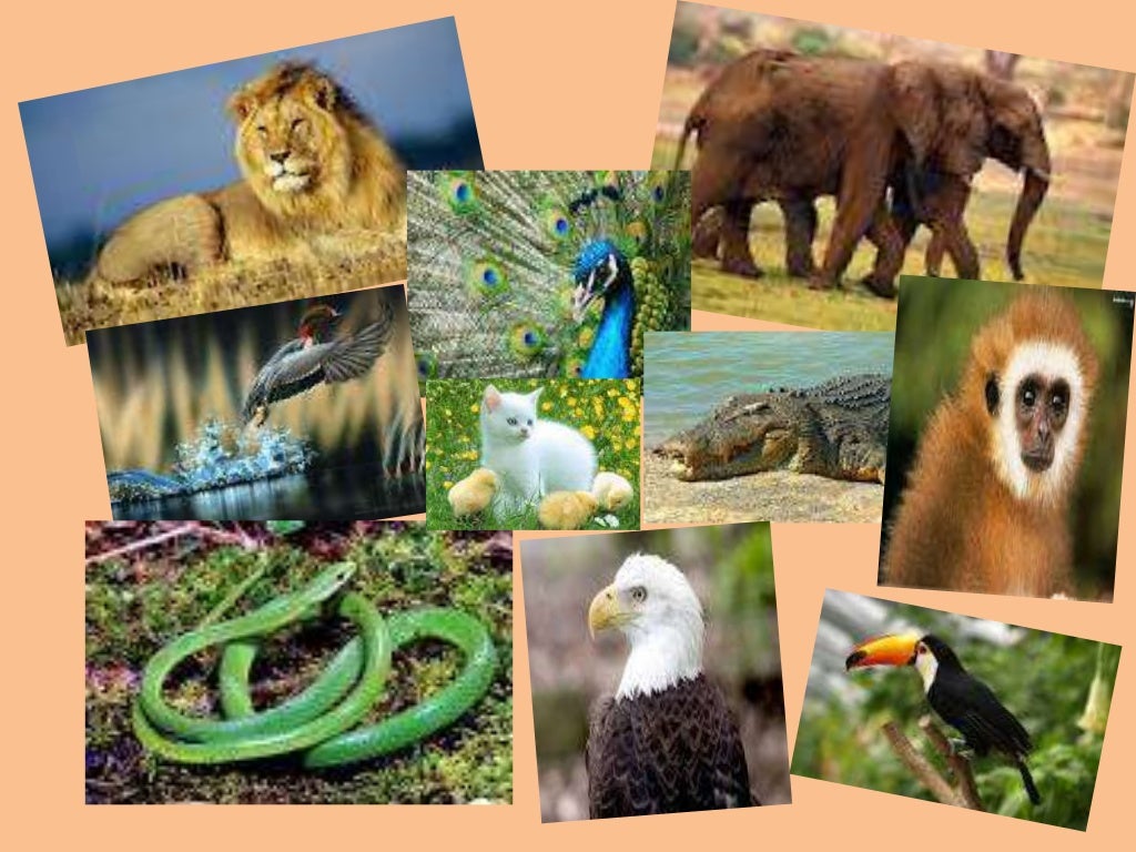 Ppt on natural vegetation and wildlife by Gursimran Singh