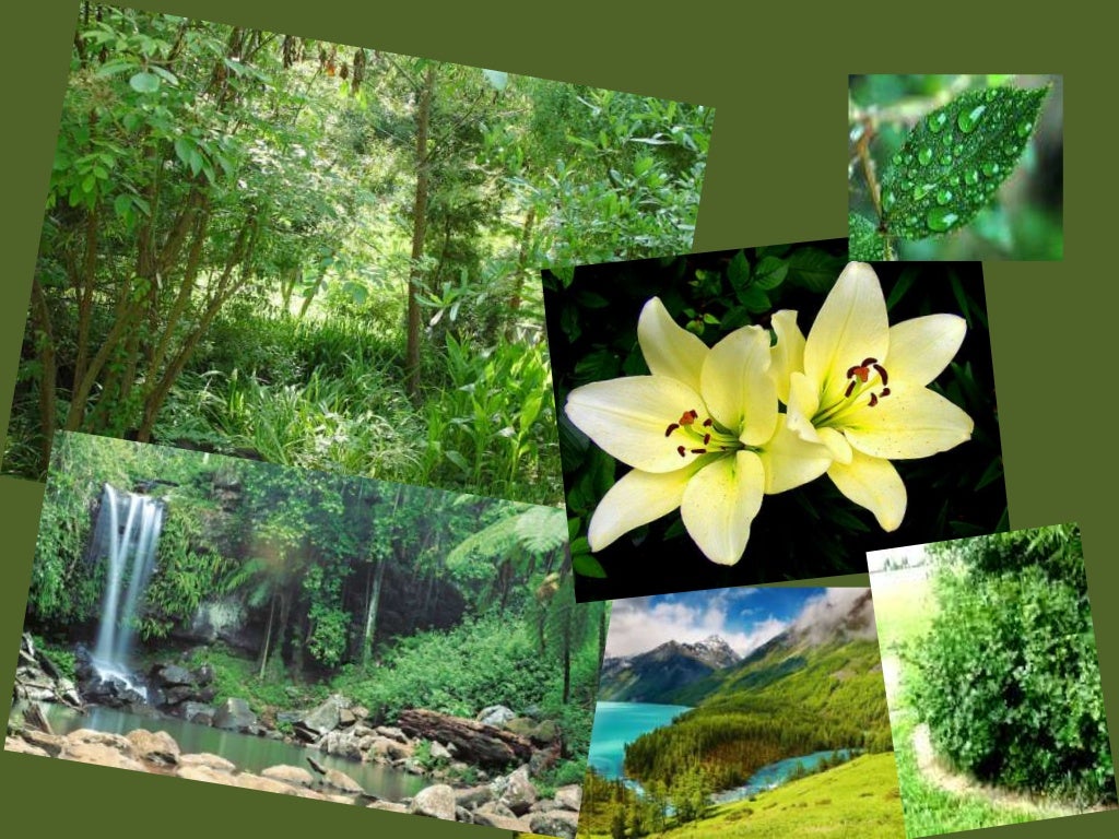 powerpoint presentation natural vegetation and wildlife