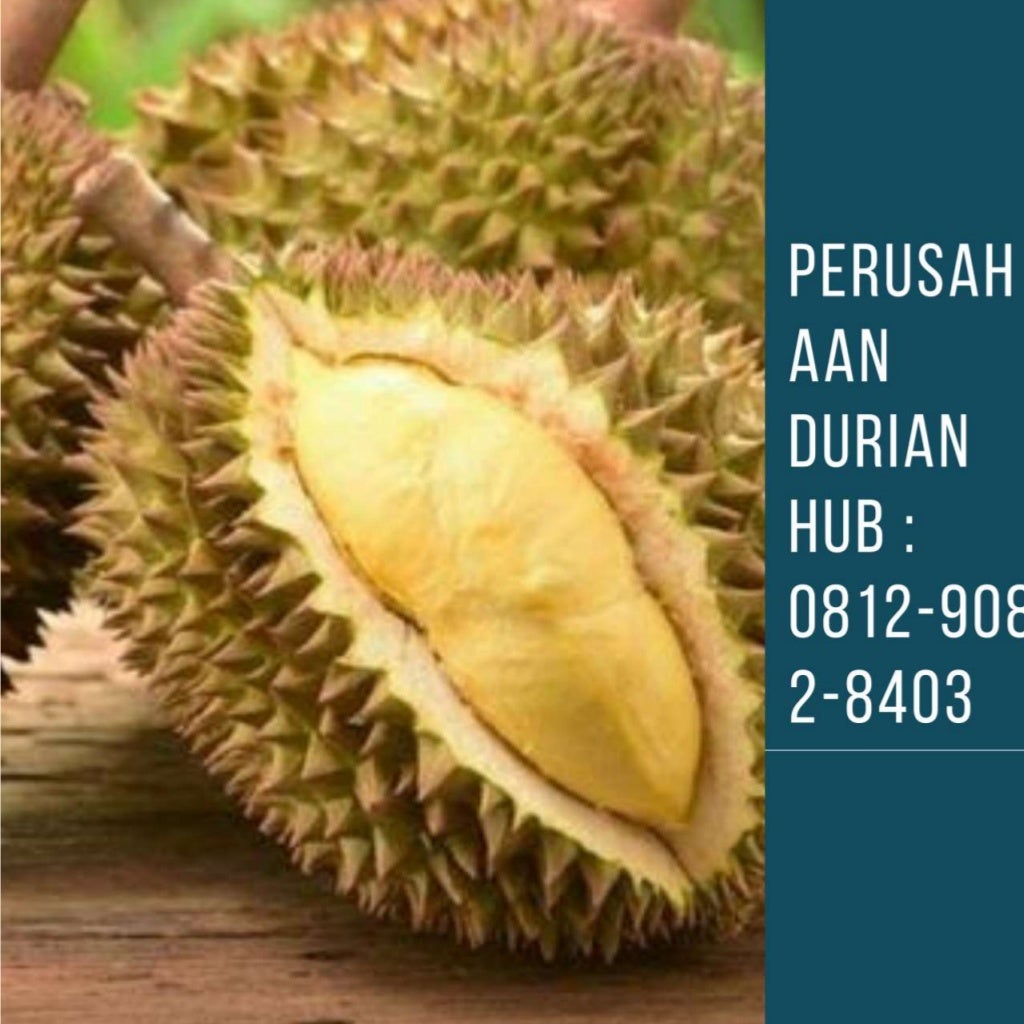 Jual Durian Kediri Distributor Durian Nganjuk Agen Durian Blitar Jual Durian Kediri Distributor Durian Nganjuk Agen Durian Blitar