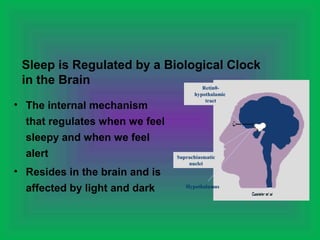 Importance Of Sleep Ppt 