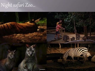 Night safari Zoo…
 
