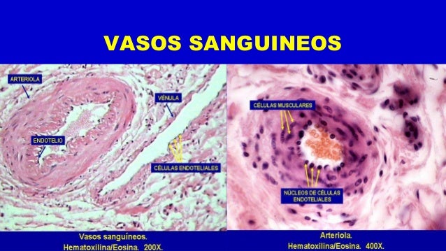 Ppt 2 cardiovascular cp 2 histologia ii
