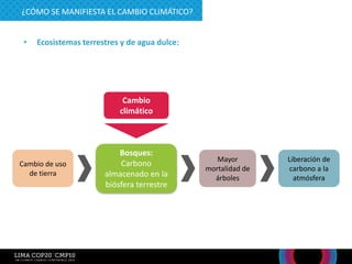 • Ecosistemas terrestres y de agua dulce:
¿CÓMO SE MANIFIESTA EL CAMBIO CLIMÁTICO?
Bosques:
Carbono
almacenado en la
biósfera terrestre
Cambio de uso
de tierra
Liberación de
carbono a la
atmósfera
Mayor
mortalidad de
árboles
Cambio
climático
 