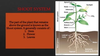 Shoot System.drawing PPT 2 Diversity (Types of plants ,roots,seeds and shoot system).pdf