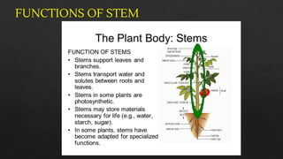 PPT 2 Diversity (Types of plants ,roots,seeds and shoot system).pdf
